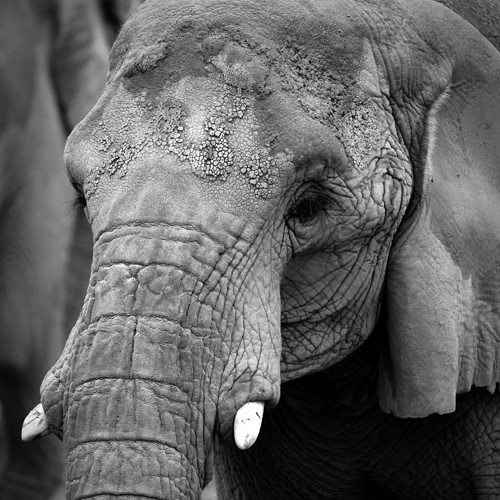 Black and White zoo Photography - Elephant