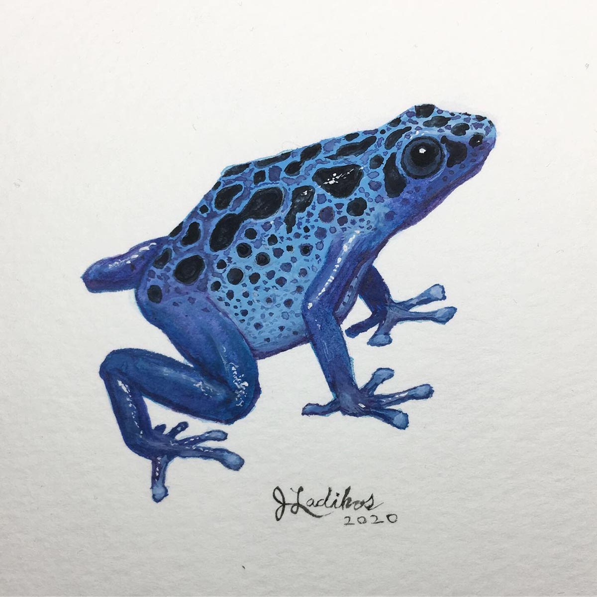 Blue Poison Dart Frog - gouache painting