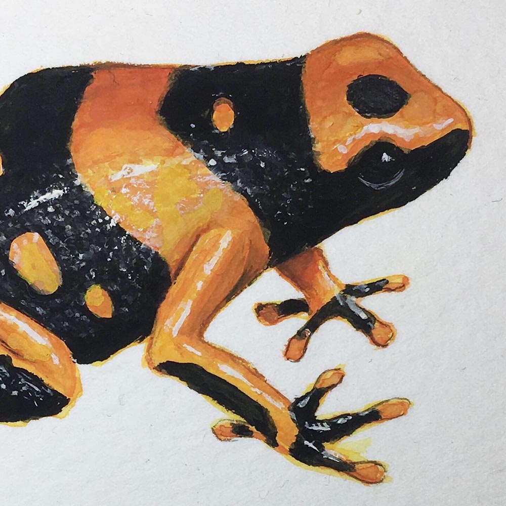 Yellow-banded Poison Dart Frog - gouache painting - close up