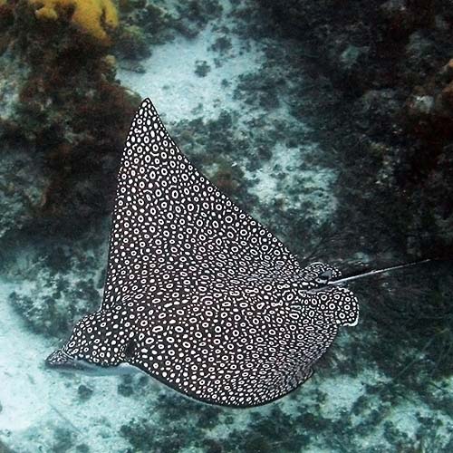 Spotted Eagle Ray | photo by Keith McCall (Public Domain)